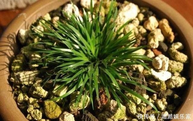 绿植|奶奶无意盆栽了一棵绿植,满屋子都是清香,出门不用喷香水了