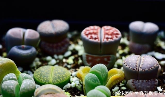 最怕冻的8种多肉，温度低就进屋，小心冻伤冻死！