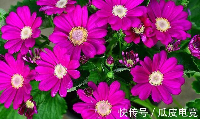 养花试试这几款，是美丽而有道德的花，值得入手