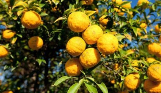 宫女们|女性要排毒，不妨多吃4种食物，排毒养颜，补钙明目，肌肤能水嫩