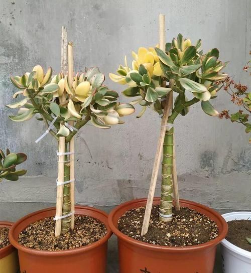 养了20年的玉树,杆子比大腿还粗,满树白花跟下雪了一样