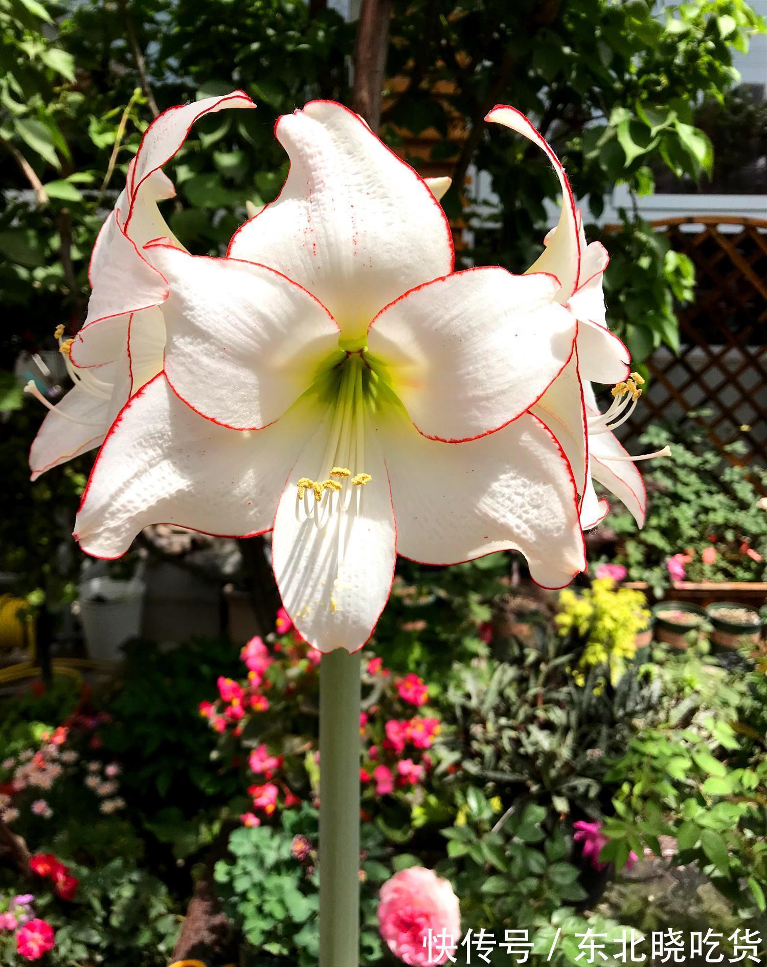 最喜欢怒放的花卉,不仅花开漂亮,而且还很好养,冬季养花就选它