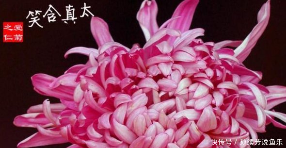 喜欢菊花 就养盆 菊中珍品 太真含笑 品种稀有 美丽迷人 快资讯 喜欢菊花 就养盆 菊中珍品 太真含笑 品种稀有 美丽迷人 快资讯