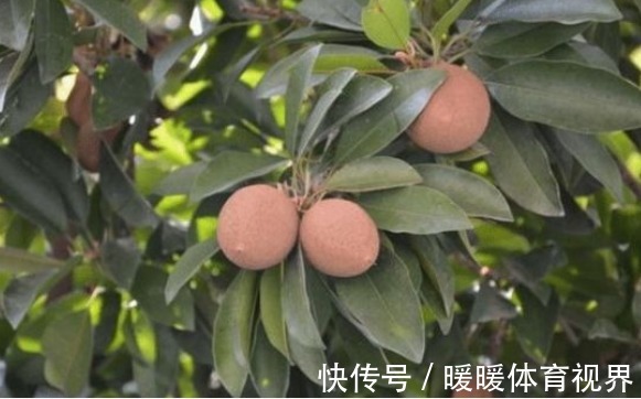 清热解毒|人心果预防便秘、清热解毒,果农想要收获高产人心果,只需五点