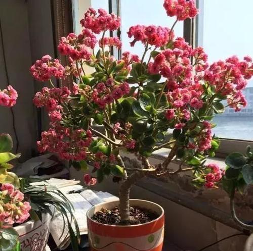 老花匠的养花技巧,开春做好3件事,长寿花长成“棒棒糖”!