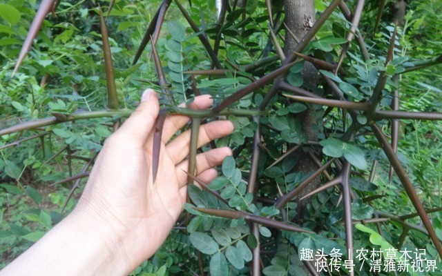 我们来了|农村一种满身刺的植物,蛇见到就跑,刺却很珍贵,80元一斤