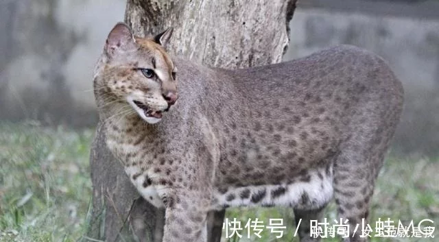 那种长相丑恶的猫科动物被称为“花豹之子”，它常伴在花豹摆布（最凶残的猫科动物 花豹图片）