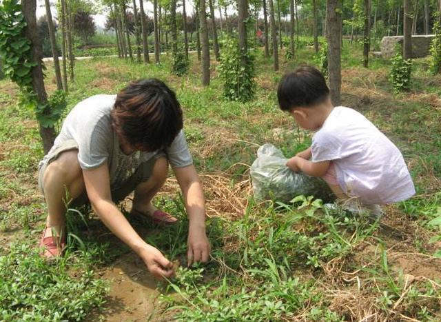 我是大医生|农村3种野菜，酒精肝、痛风、高血压的人要多吃！