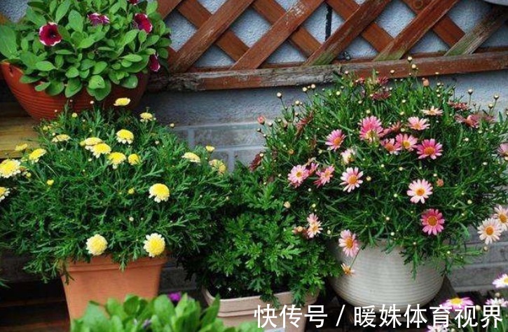 叶片|室内养花浇水很关键，学会这“4招”，养花才能不烂根