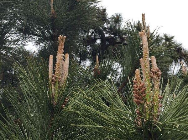 强身健体|农村路边常见的“长寿树”，是糖尿病患者的天然“保健品”