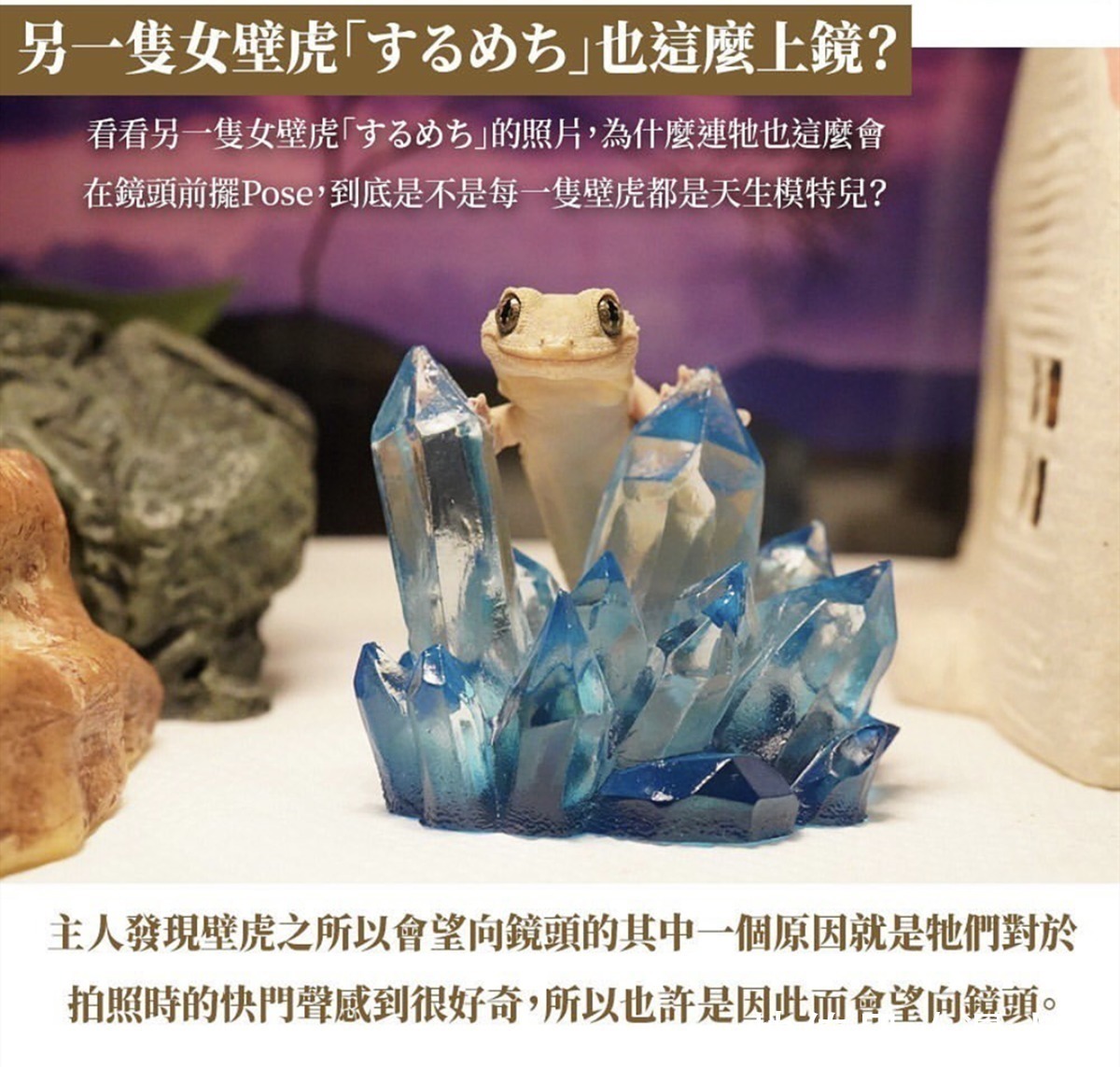 平凡的世界|三次元的壁虎喜欢拍照,萌出二次元的感觉,这是转生成为壁虎吧