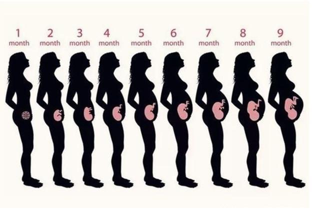 孕期|孕妇什么时候“显怀”比较正常孕期过早显怀，可能和这4点有关