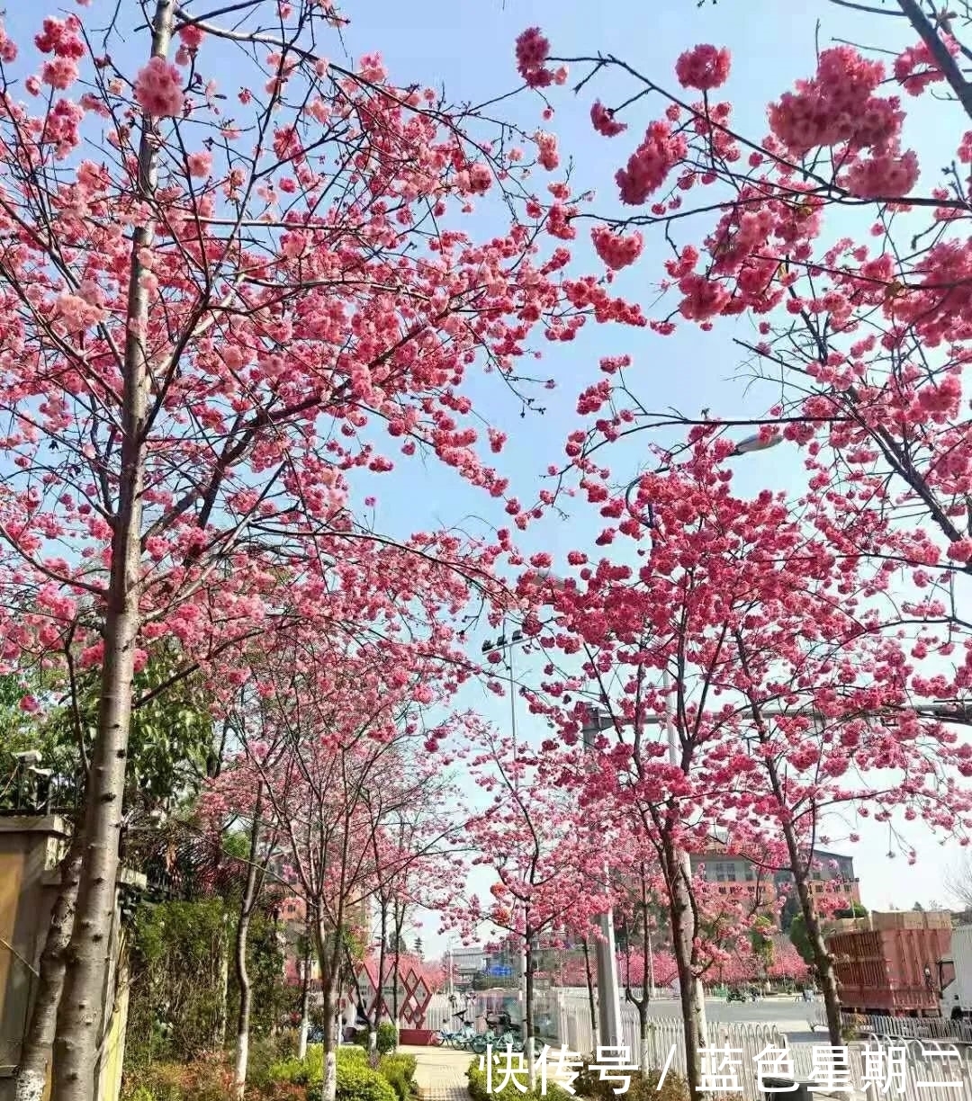 又是一年赏花时，樱花，桃花，遍山红