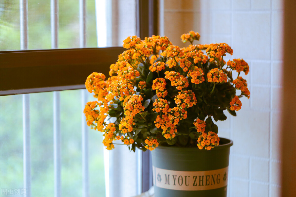 适合卧室养的“3种花”,特点清新雅致,好养漂亮,利于健康