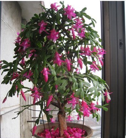  盆中|养蟹爪兰，盆中插几根木棒，蹭蹭长到爆，花开不断，开成瀑布