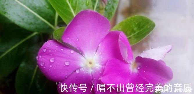 阳台|封闭阳台养5种花,不容易黄叶落叶,开花还很漂亮