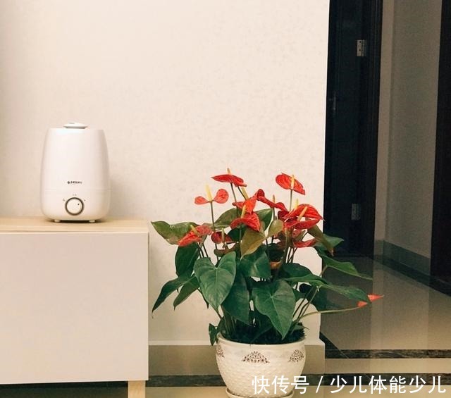 红掌、粉掌和白掌有什么区别学会了才能养护好!