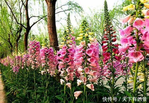 一款被名字耽误的高颜值花,好养有价值,花朵串串开一夏!