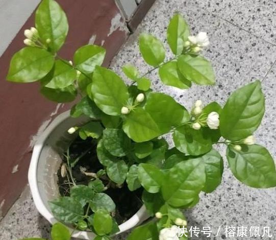 矮壮|养茉莉花,2个“时机”强修剪,植株矮壮,花量“暴增”