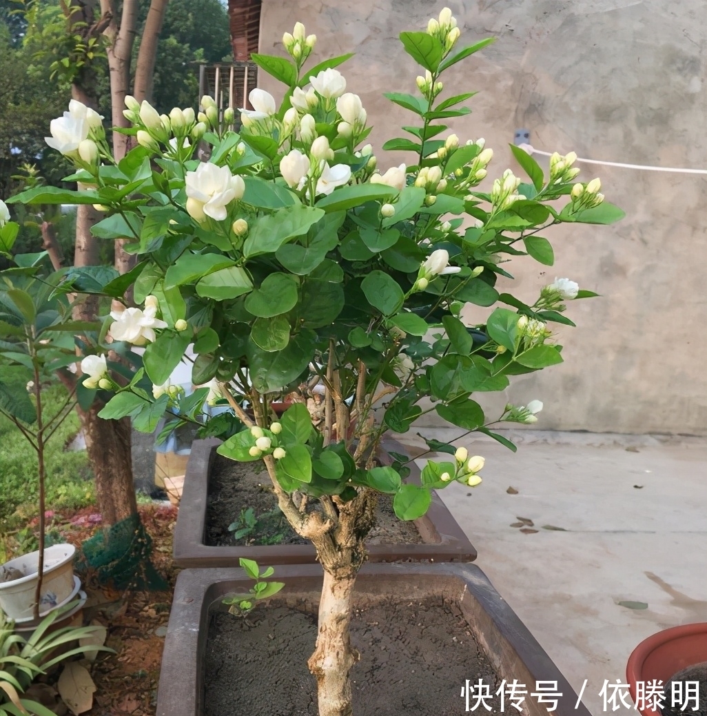 枝条|好养的花卉就是茉莉花,但是想要夏季开不停,要做好四喜一勤