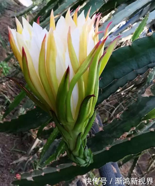 多汁|育火龙果热潮又来了，盆越浅，水越少，长越快，开花结果越多！