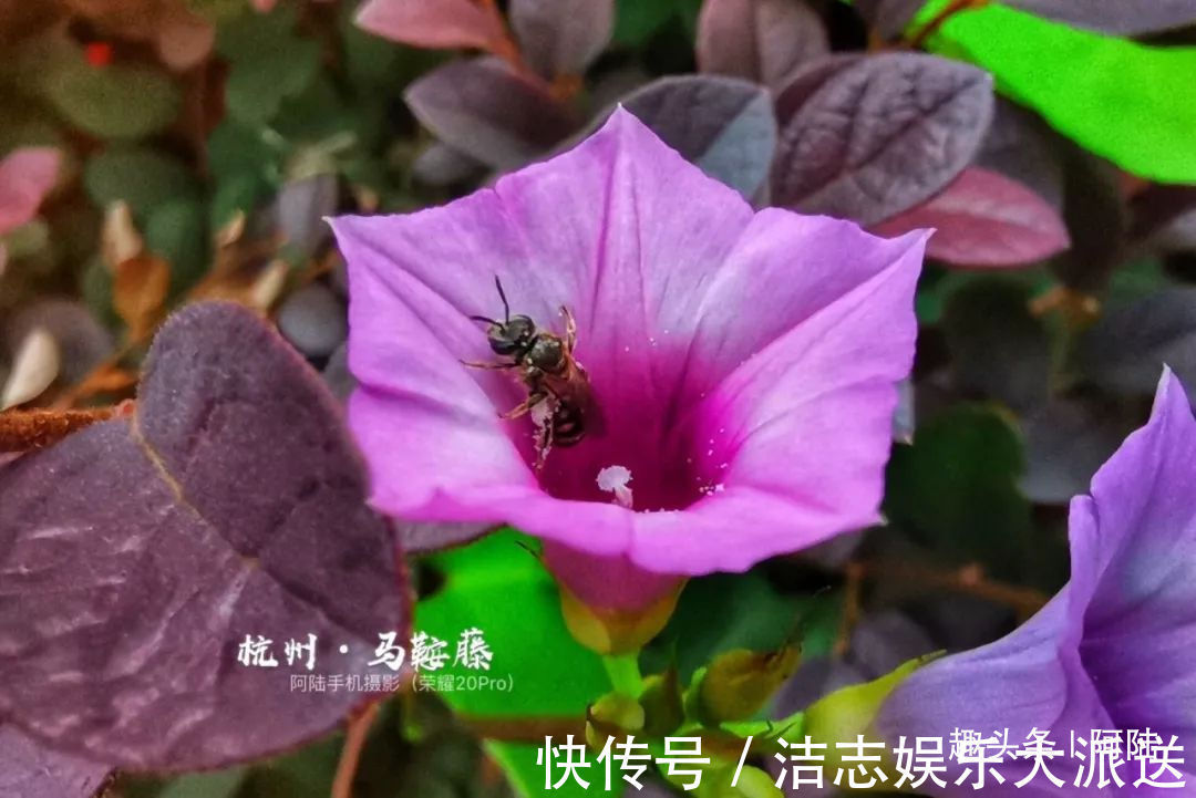 夏秋季|杭州小区里这种喇叭花,其实是“海滨花后”,可以解海蜇刺伤的毒