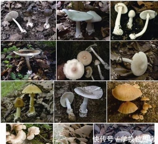 毒蘑菇种类|警惕这道“菜”不要随便吃,最近已致多人死亡
