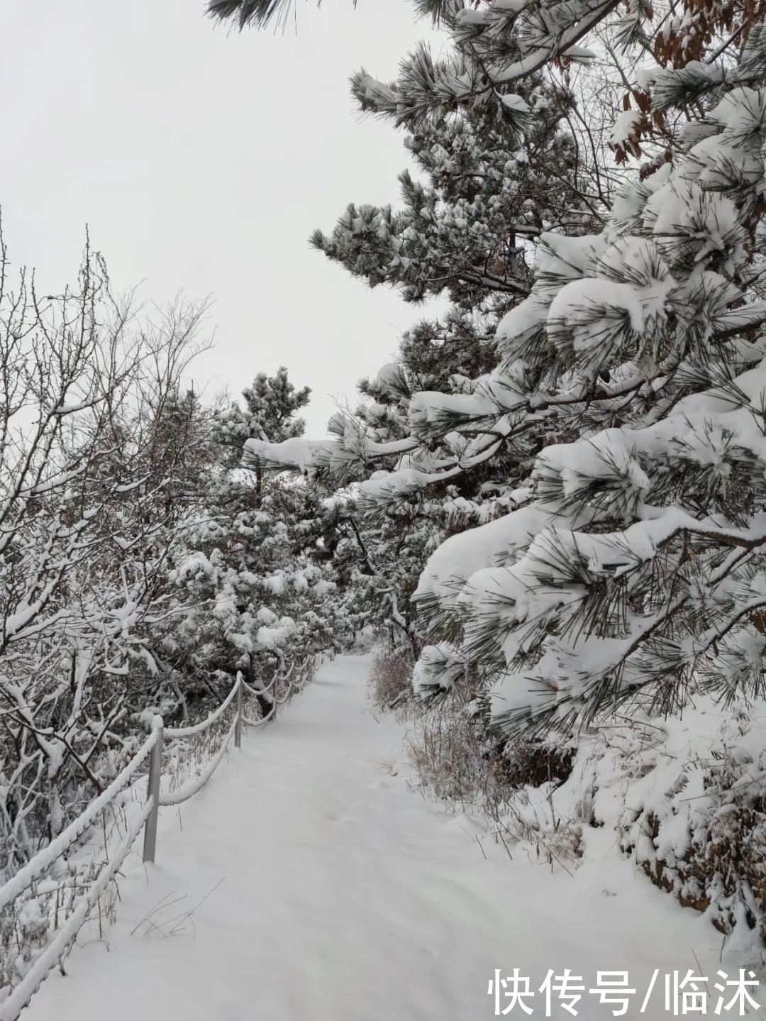 心动的感jio !！临沭绝美雪景大片，如诗如画