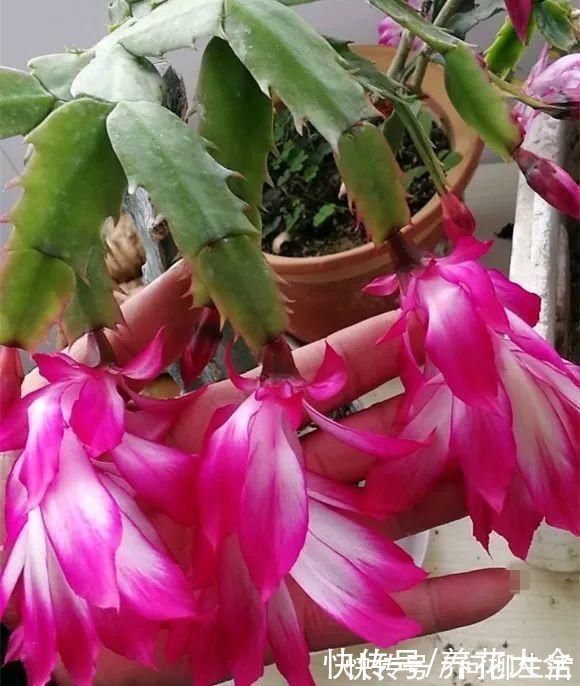 水仙|上万块的蟹爪兰,开花像烟花,养过的人不多