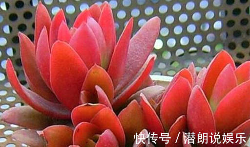 此花是花丛中绚丽火焰,艳丽缤纷,似冬日的一把火,让人奋起直追