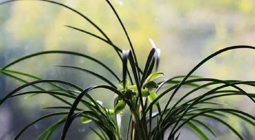 你觉得兰花怎么样？