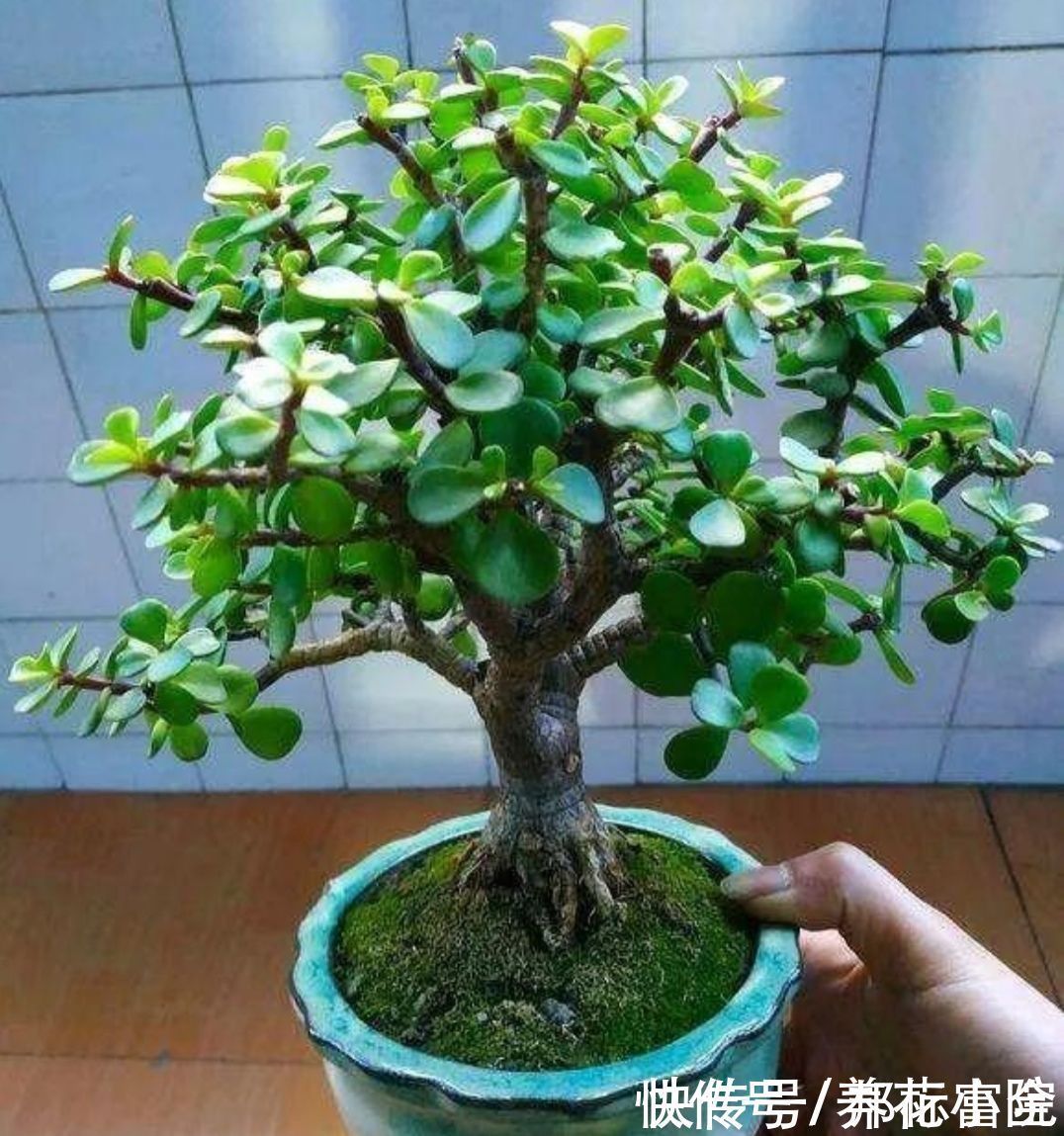 玉树|家里养“2种树”,剪得越狠,长得越快,成老桩盆景