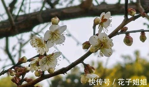 在家自己如何晒杏干 在家自己如何晒杏干