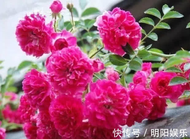 红木香|它是“开花王”，花色美艳一开90天，花量大，养1棵就开成花海