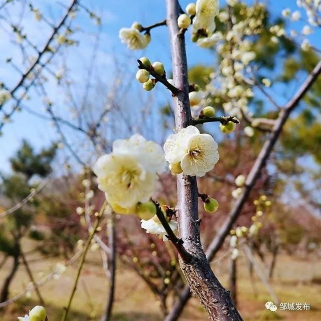 春风|寻美邹城｜你好，春天！这是一条暗香浮动的推送～