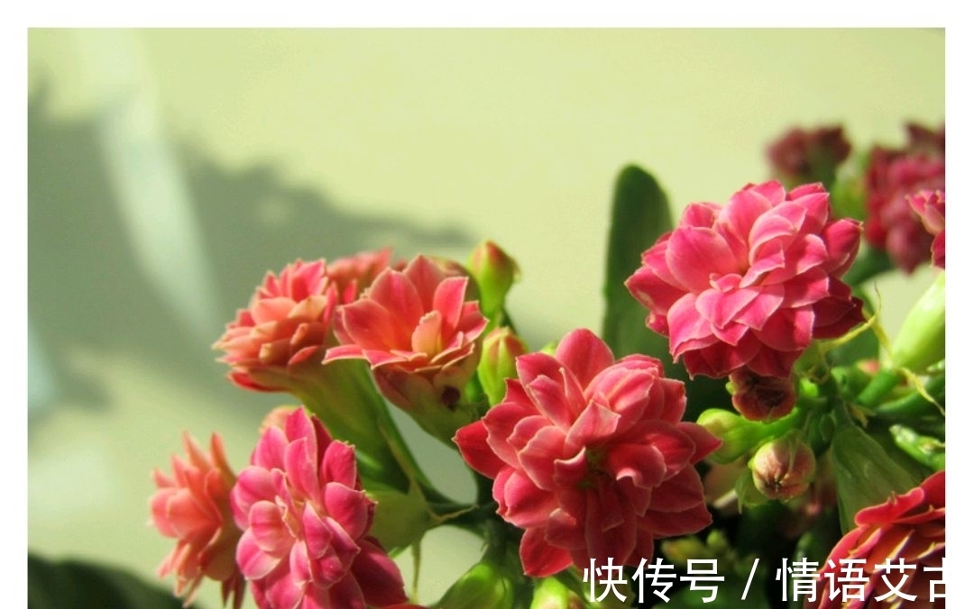 长寿花要想开花美,冬季养护要注意这几点