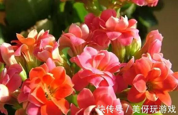 天气转凉后,家里的长寿花从5个方面养,枝叶多开花量大