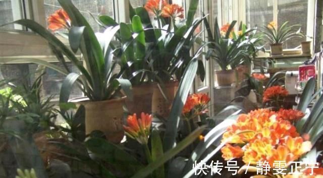 王大姐|王大姐养君子兰,“插”个叶到土里,一盆成10盆,每盆开花都美爆