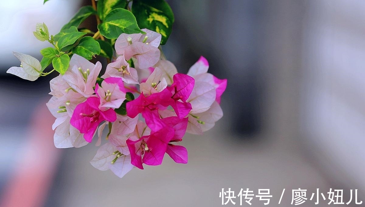 三角梅叶子掉光怎么办?关于三角梅“秃头”问题,注意这几点