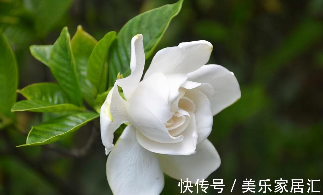 栀子花秋冬养护有讲究,给点“强壮剂”,养壮根来年开花又多又香