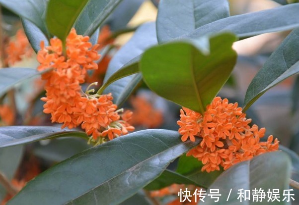 桂花|想要桂花开花更多,香味浓,以下3个方面多注意,四季开花更美丽