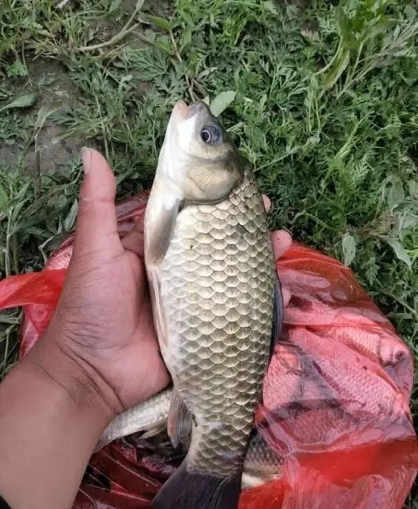 鱼窝|入冬后钓鱼要钓深,钓底?很多时候不仅要钓“浅”还要钓“浮”