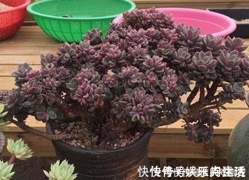 老桩|这样的操作多做几次,半年快速养成多肉老桩!