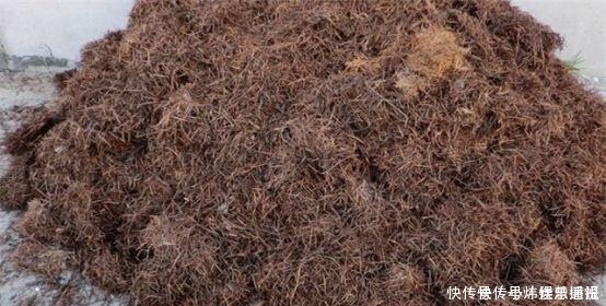 兰花|兰花总是烂根叶黄土里加1样东西，让兰花根壮叶绿