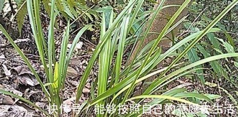 炭疽病|垃圾桶旁边的兰花捡回家,做好6点,让抛弃者后悔