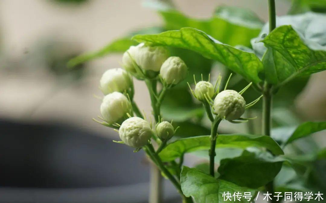 马上进入花期的花,10天一次肥,下个月就开花