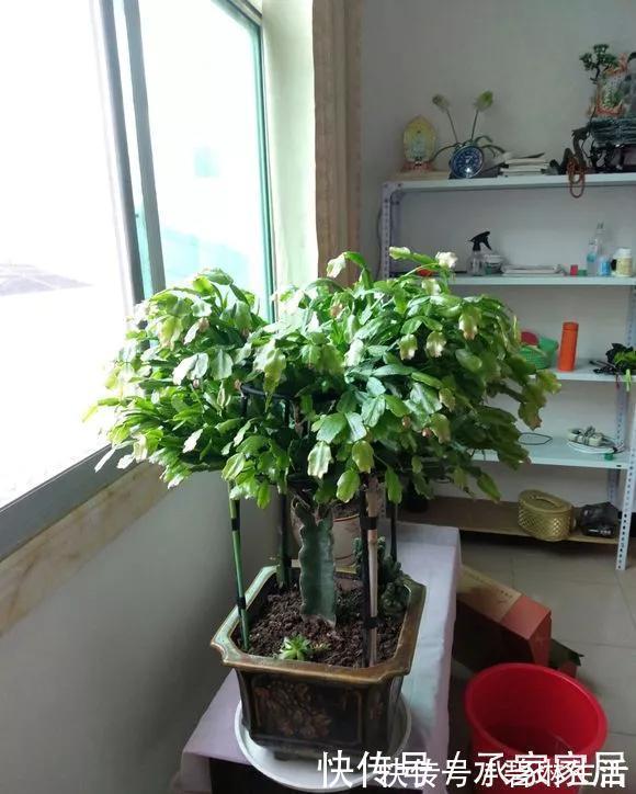 发财树|6种花天热会休眠,千万要少浇水,不然3天只剩盆