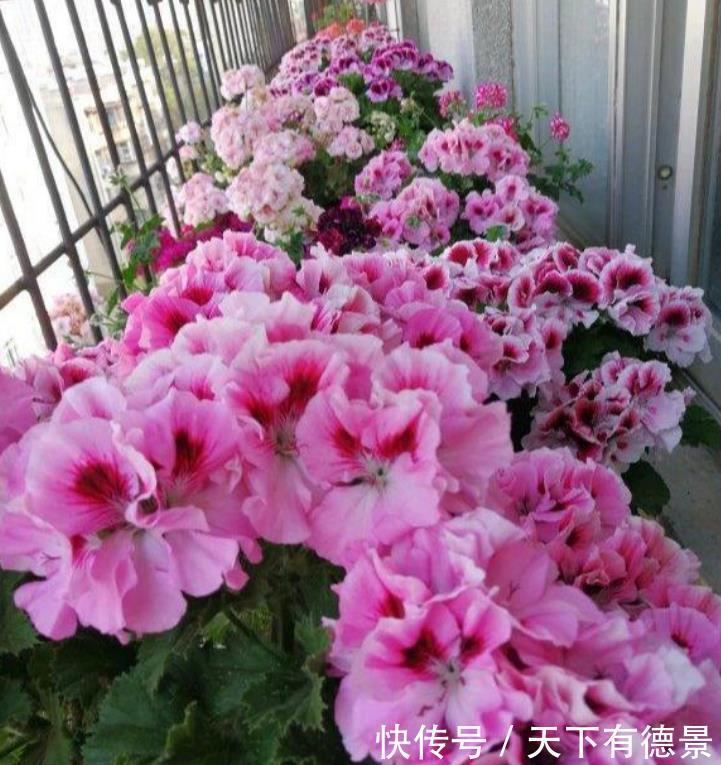 3种花是“开花小能手”,比牡丹还美,棵棵开满枝头,太漂亮