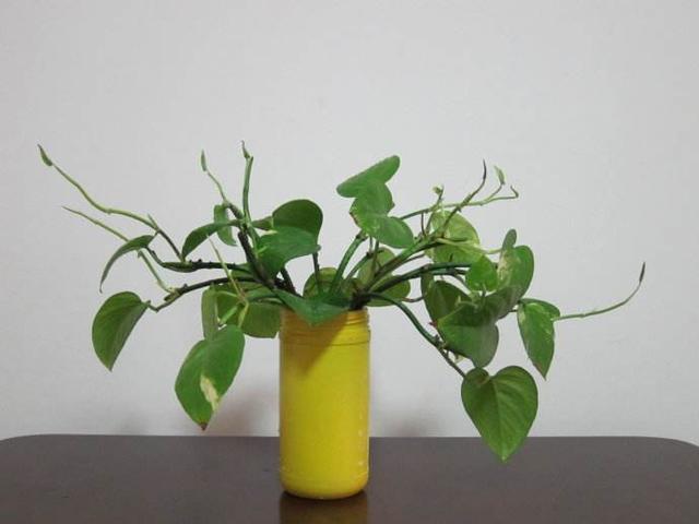 水培绿萝，叶子又厚又绿，根白的喜人，因为水里加了它