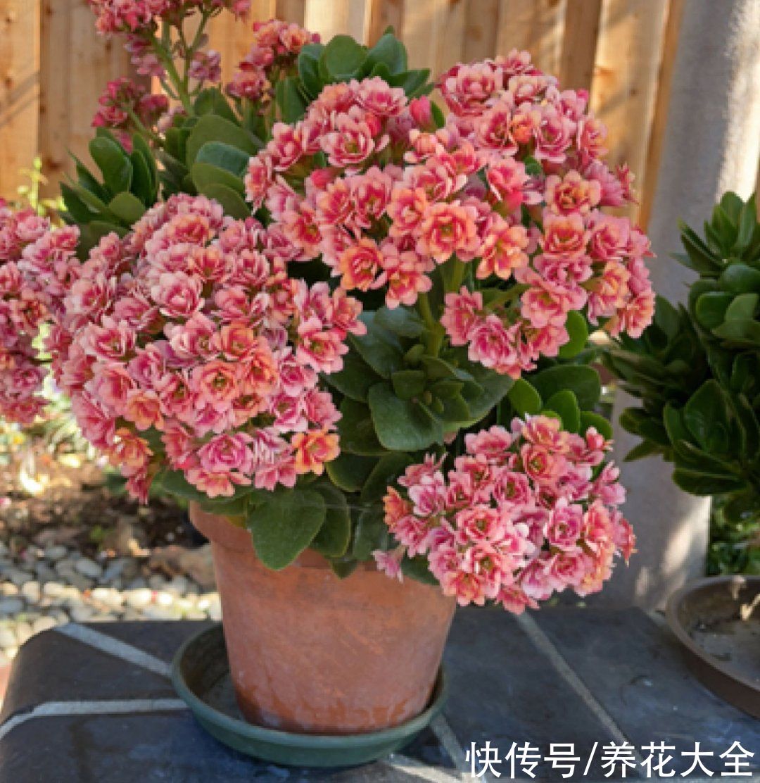 蟹爪兰|立秋后，7种花要“苏醒”，可以放手养了